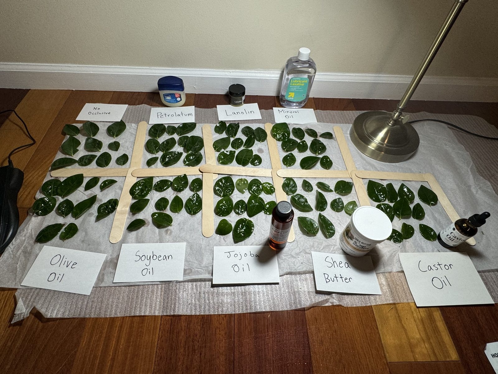 Blueberry leaf samples organized into labeled treatment groups