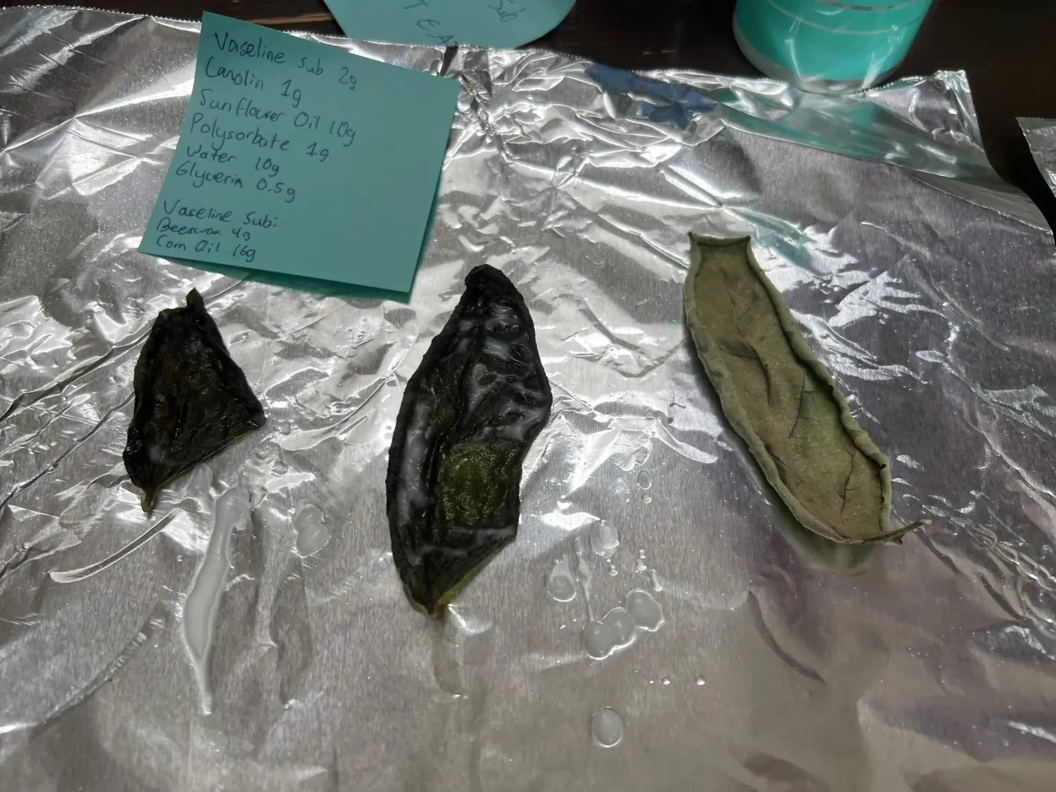 Blueberry leaves after the treatment period on foil